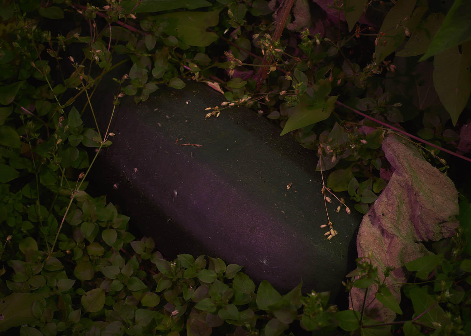 Untitled Untitled